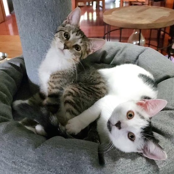 Winston & Gastonia (bonded thumbnail 5