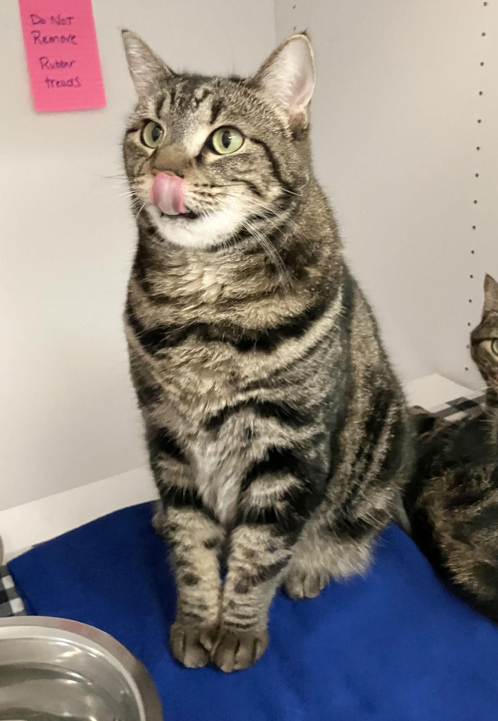 Alita  Kbc thumbnail 3