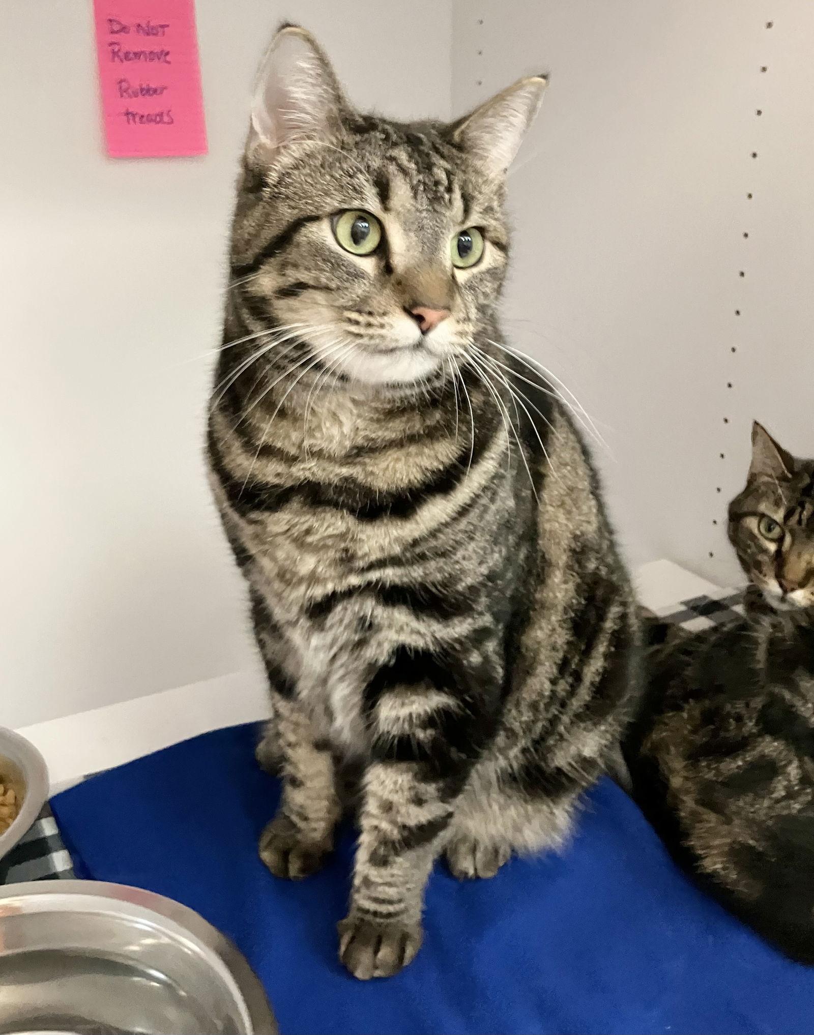 Alita  Kbc thumbnail 4