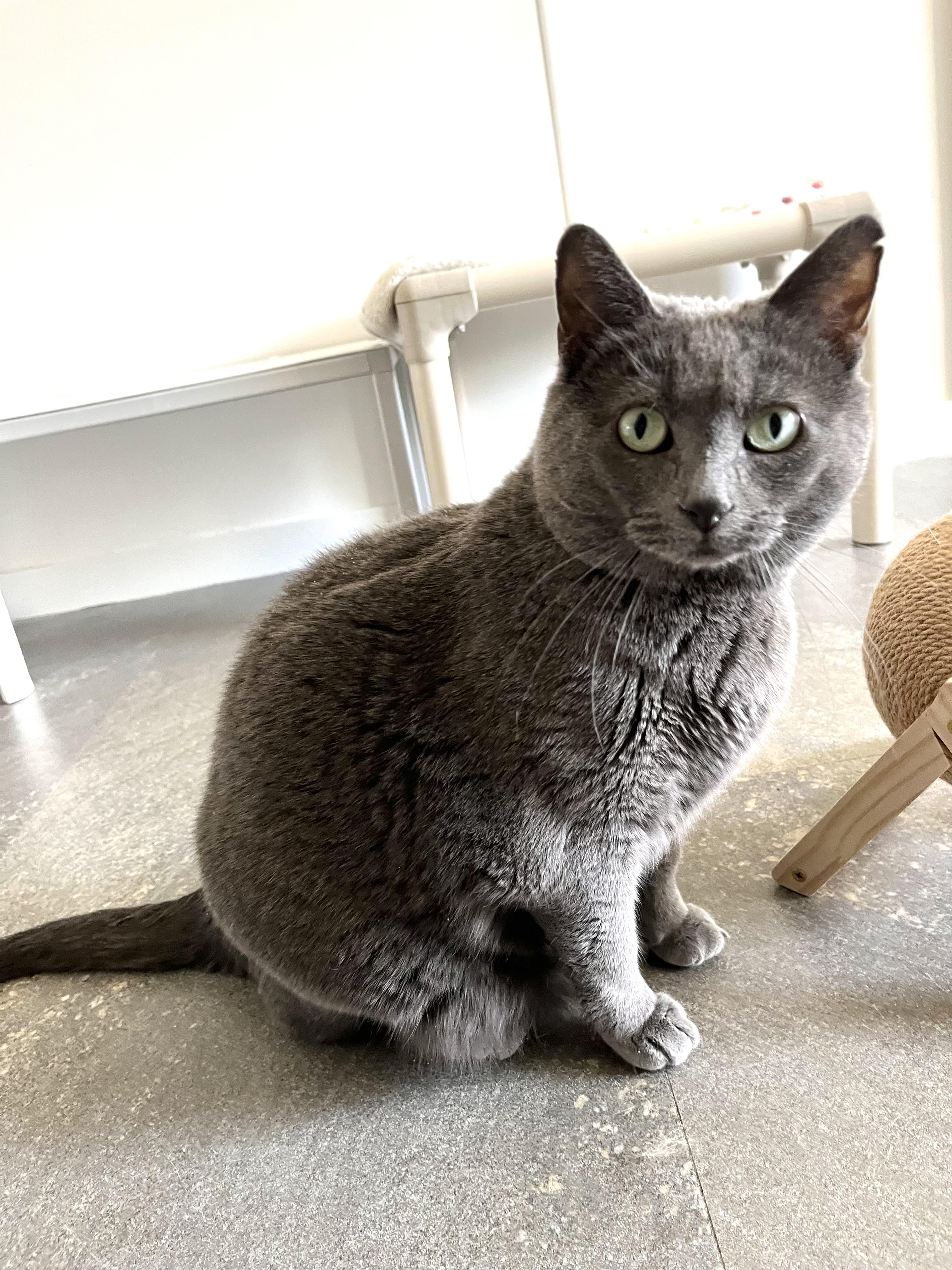 Rowan, an adopted Domestic Short Hair in Geneseo, IL image 1/2