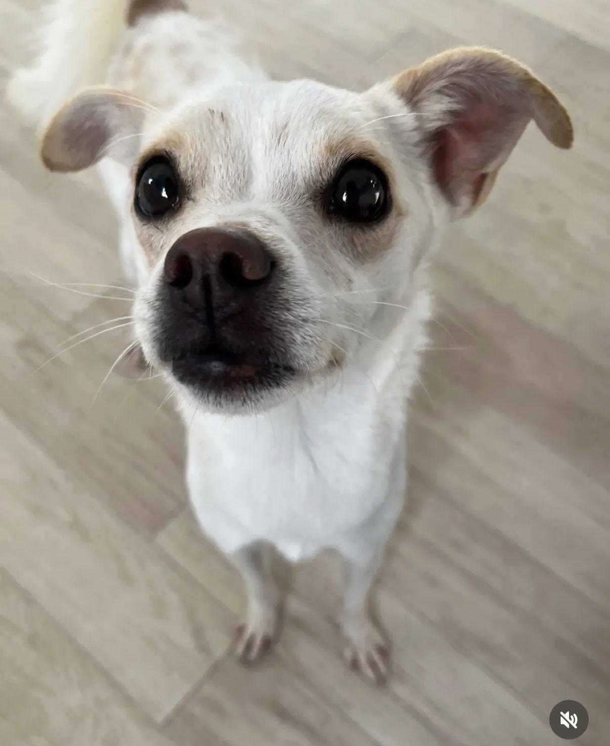 Enlarge SOI, a Adoptable Chihuahua in Agoura Hills, CA image 1/3