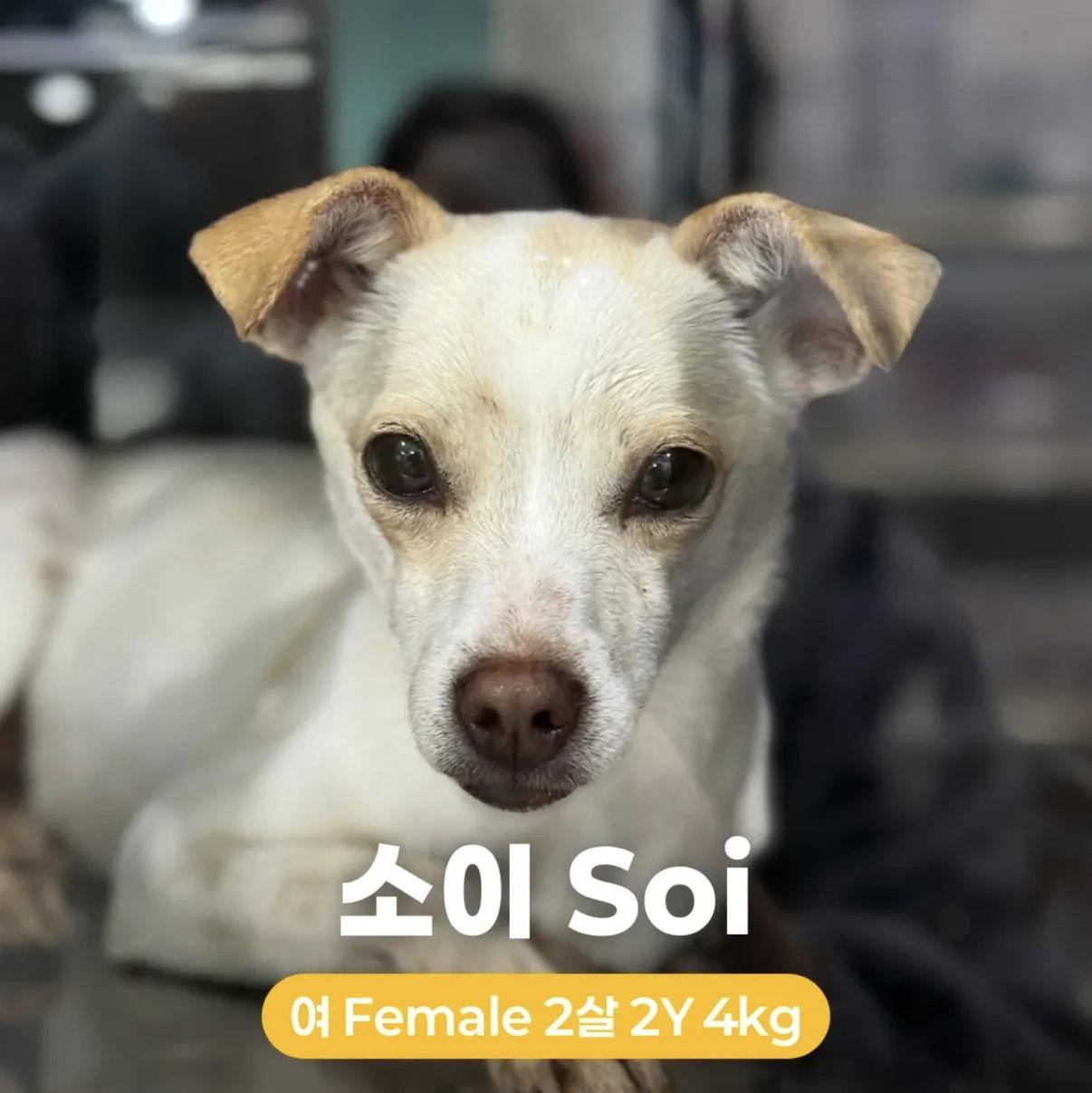 Enlarge SOI, a Adoptable Chihuahua in Agoura Hills, CA image 2/3