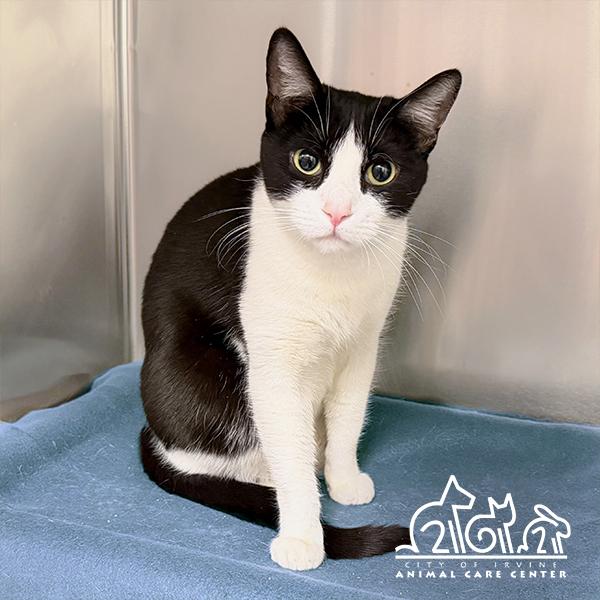 TUX, Adoptable, Adult Female Domestic Short Hair.