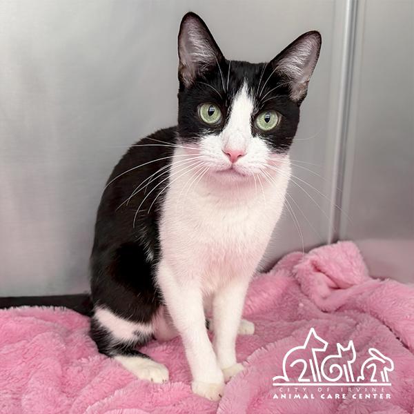 TUX, Adoptable, Adult Female Domestic Short Hair.