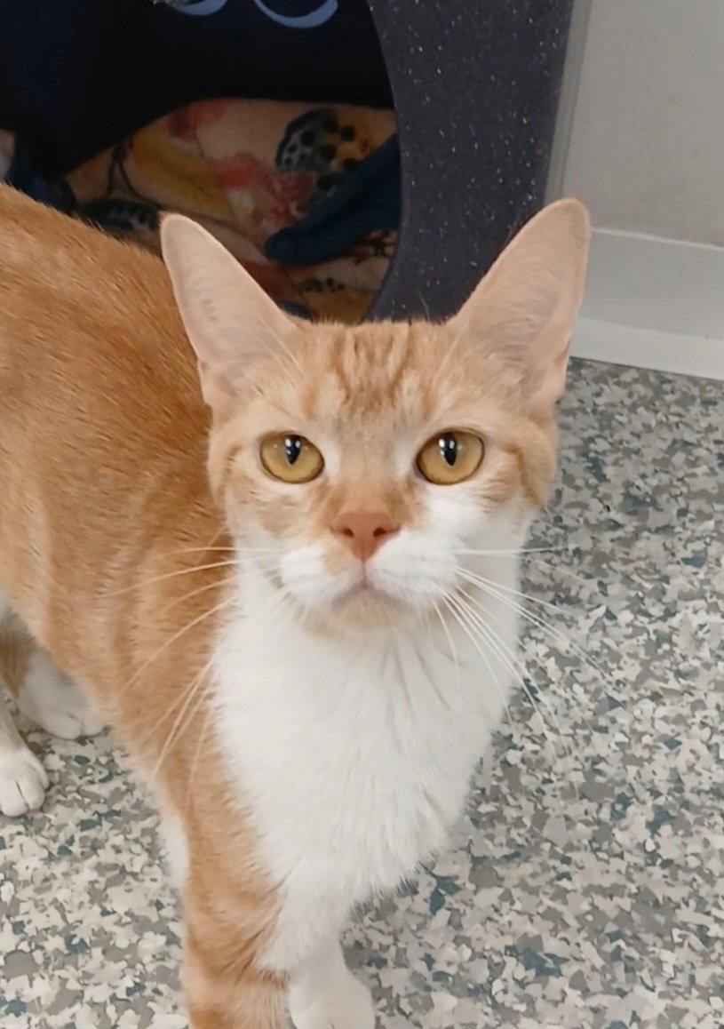 Poppy, Adoptable, Adult Female Tabby & Domestic Short Hair.