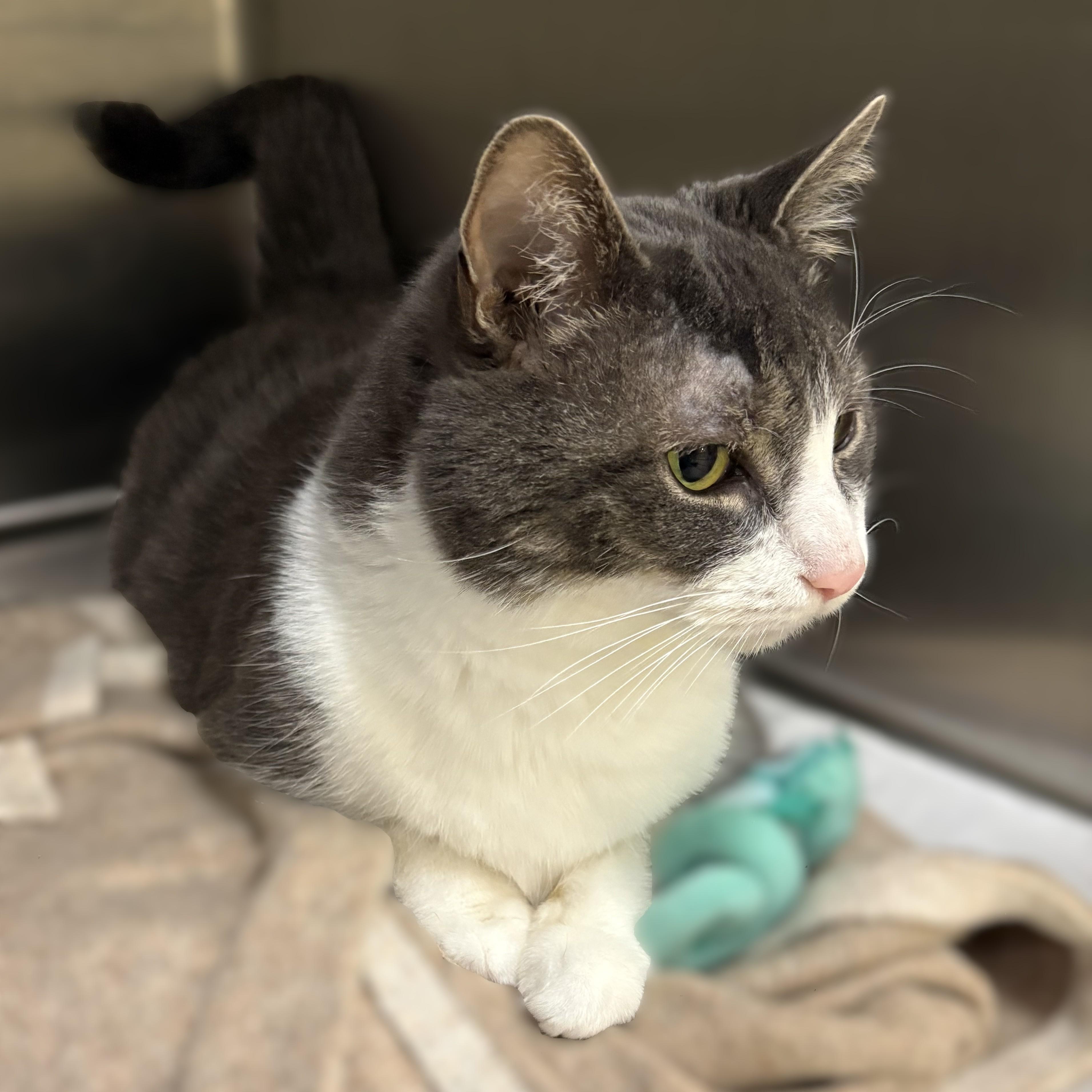 Enlarge Gizmo- 52420, a ADOPTABLE Domestic Short Hair in Columbia, MD image 2/2