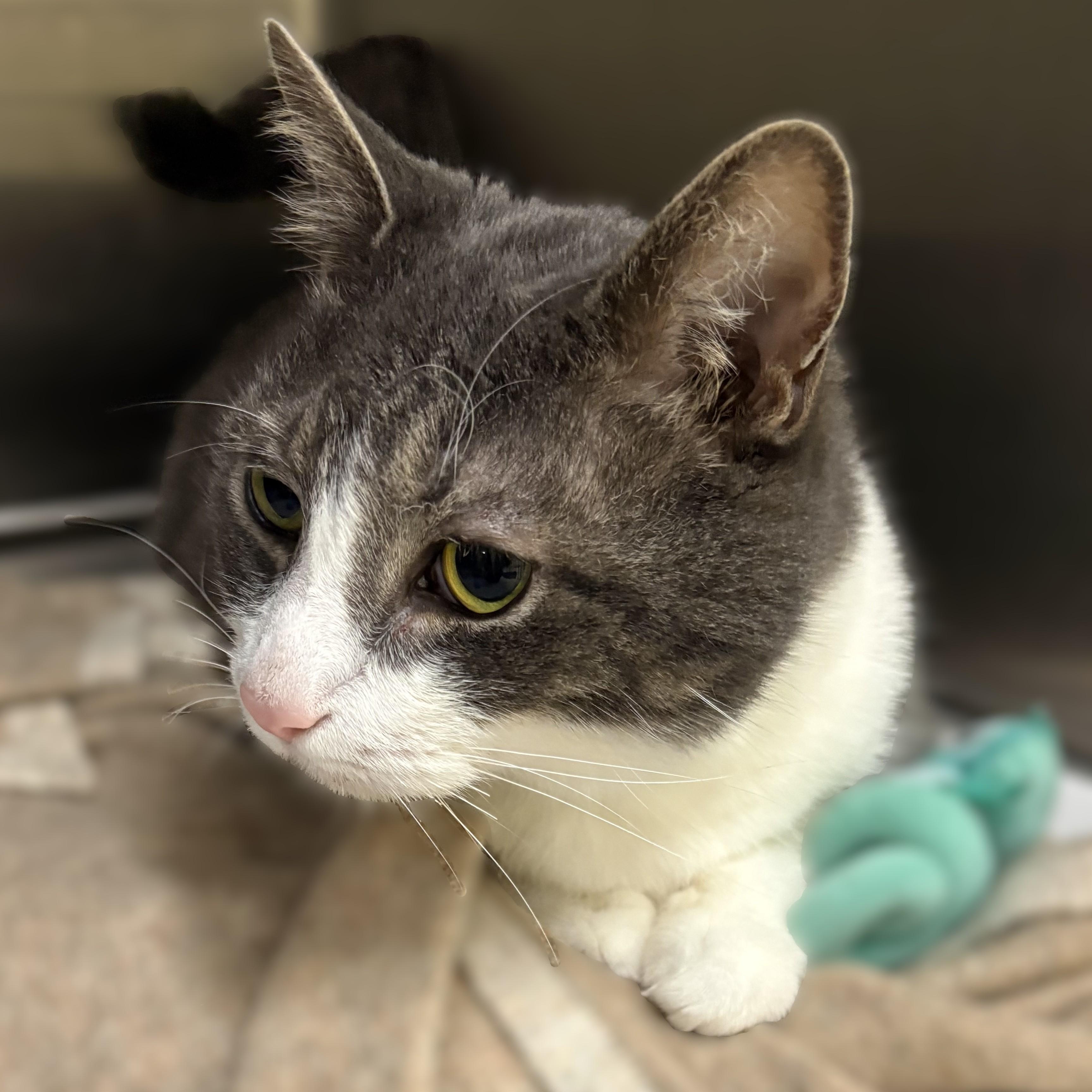 Gizmo- 52420, ADOPTABLE, Senior Male Domestic Short Hair.