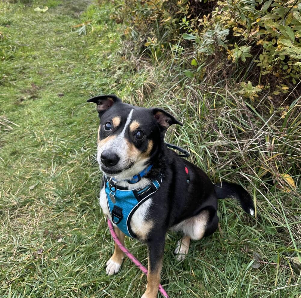 Enlarge Rocky - AVAILABLE, a Adoptable Mixed Breed in Seattle, WA image 2/6