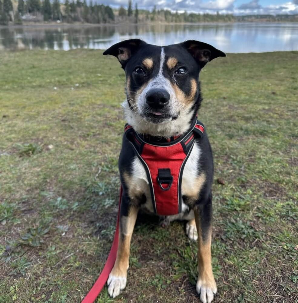 Enlarge Rocky - AVAILABLE, a Adoptable Mixed Breed in Seattle, WA image 1/6