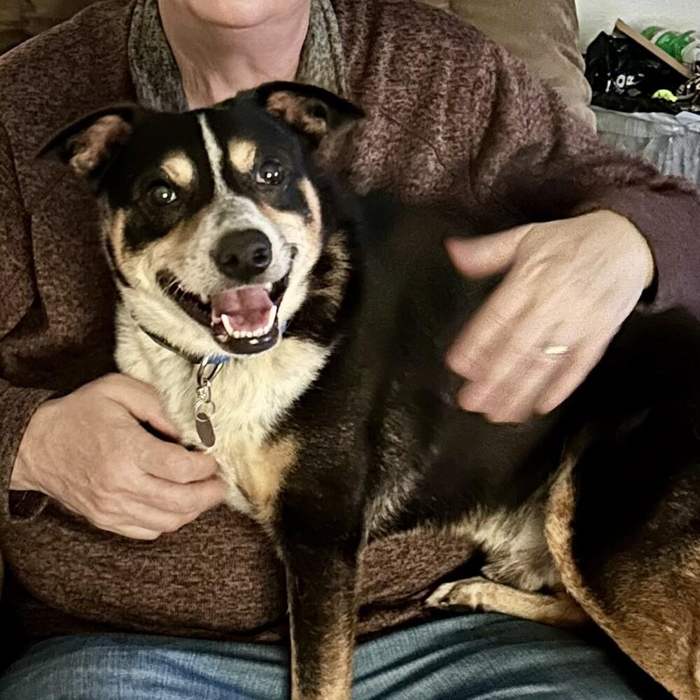 Enlarge Rocky - AVAILABLE, a Adoptable Mixed Breed in Seattle, WA image 3/6