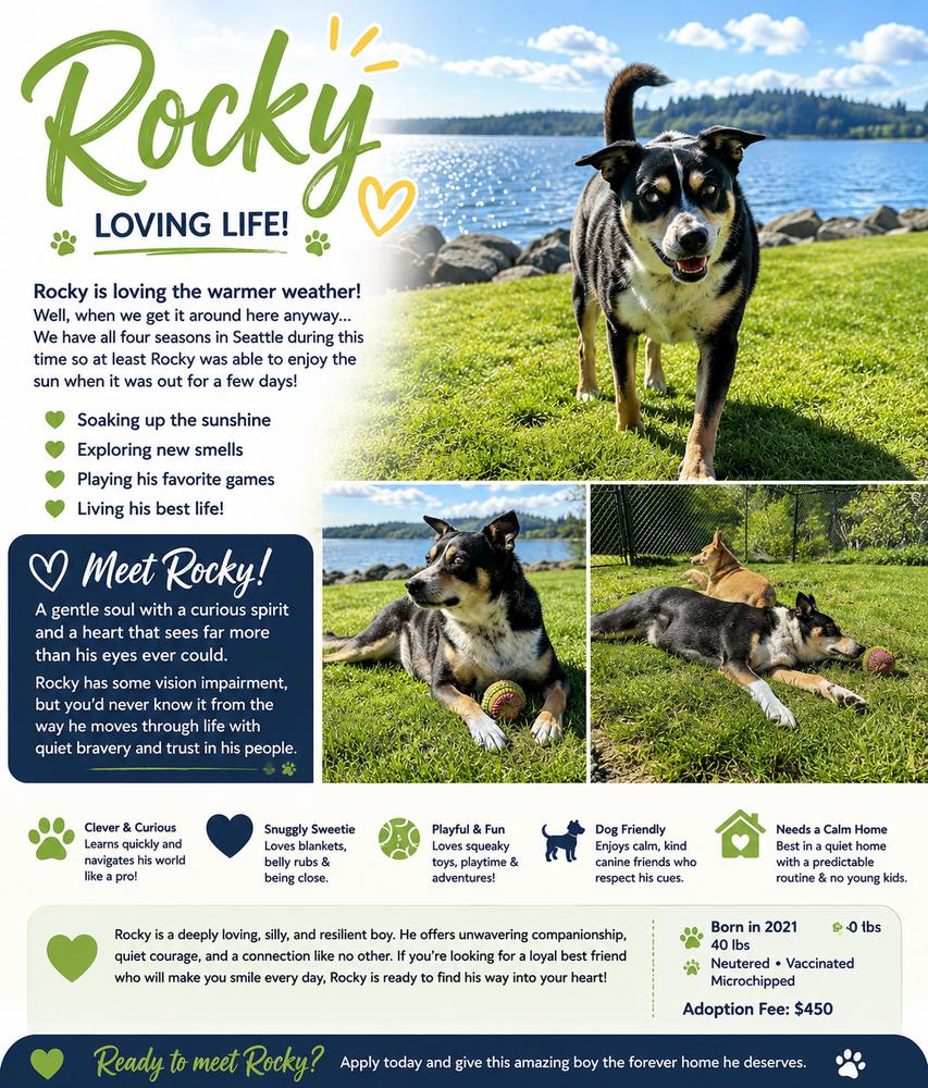 Enlarge Rocky - AVAILABLE, a Adoptable Mixed Breed in Seattle, WA image 2/6