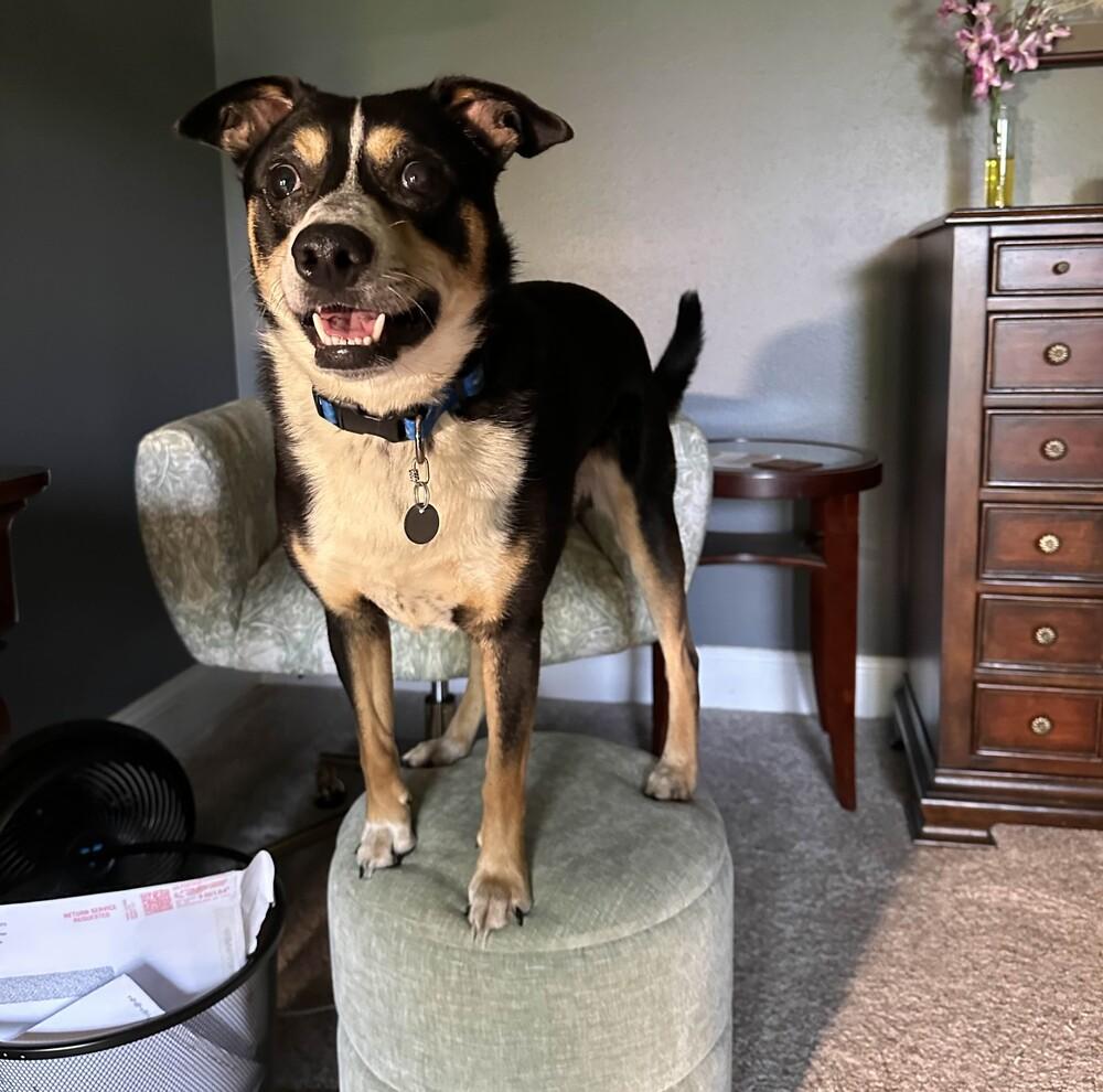 Enlarge Rocky - AVAILABLE, a Adoptable Mixed Breed in Seattle, WA image 4/6