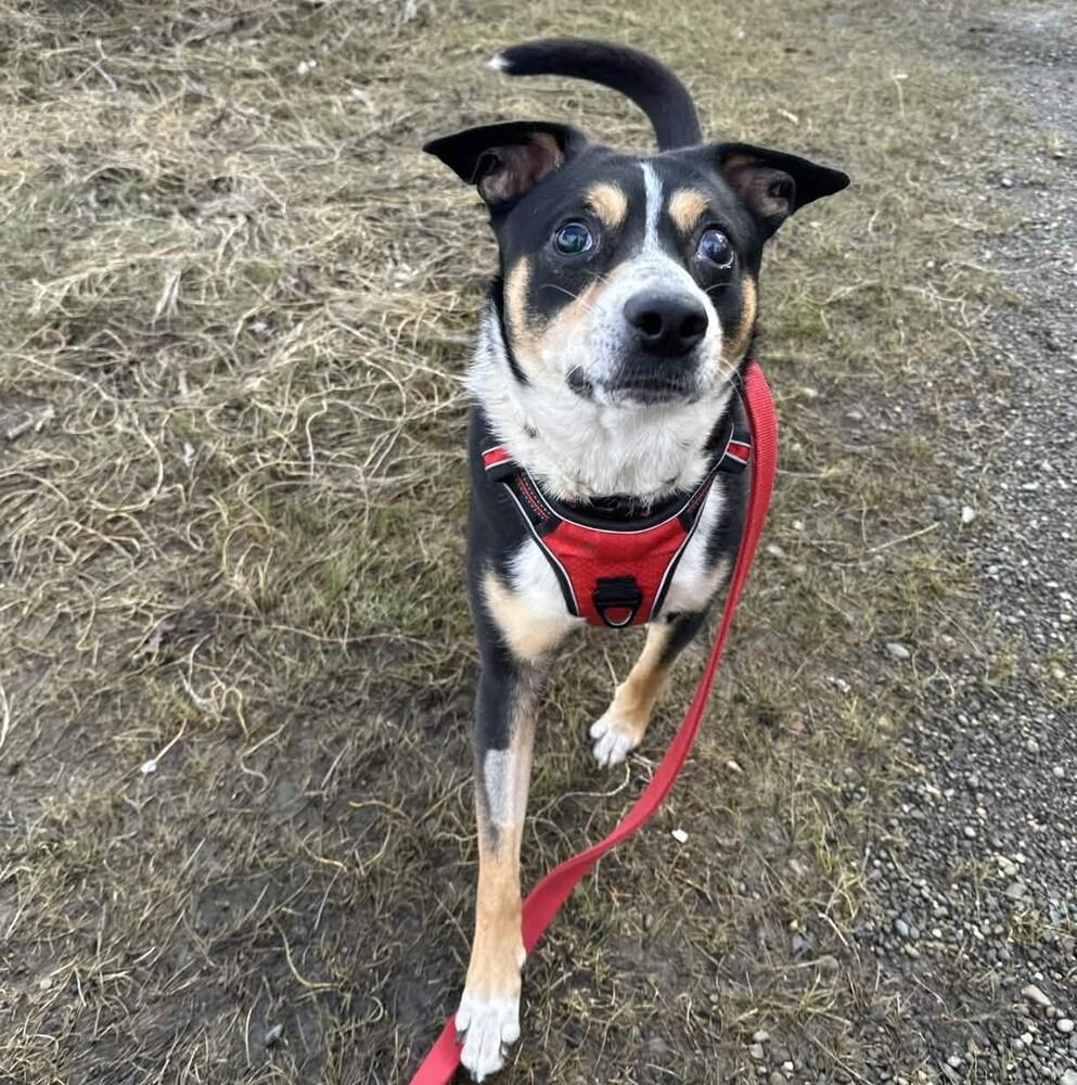 Enlarge Rocky - AVAILABLE, a Adoptable Mixed Breed in Seattle, WA image 5/6