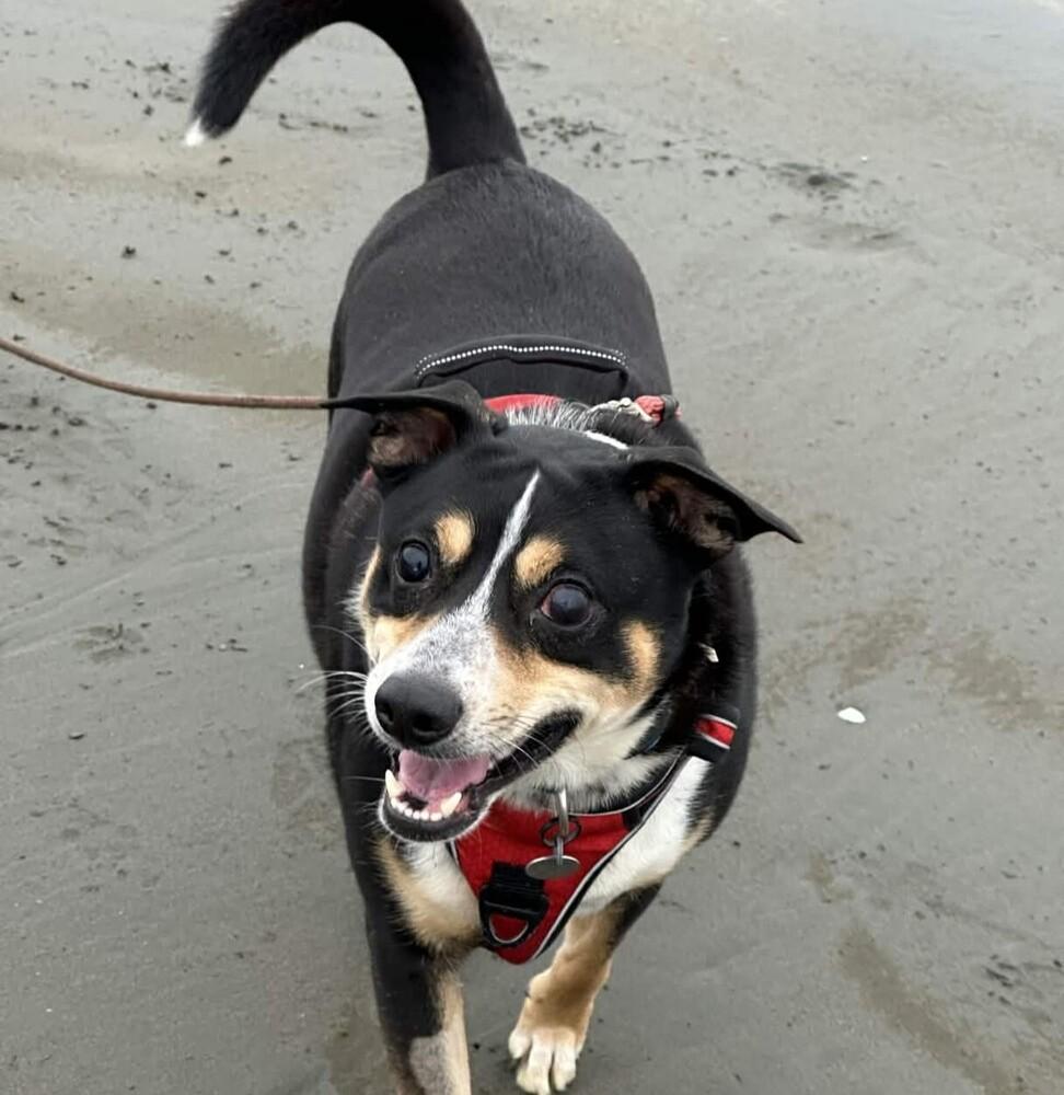 Enlarge Rocky - AVAILABLE, a Adoptable Mixed Breed in Seattle, WA image 6/6