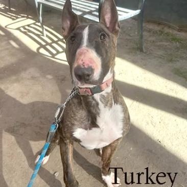 Enlarge Turkey, a Adoptable Bull Terrier in Palm Desert, CA image 1/1