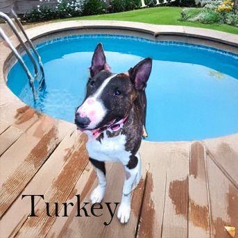 Enlarge Turkey, a Adoptable Bull Terrier in Palm Desert, CA image 1/1