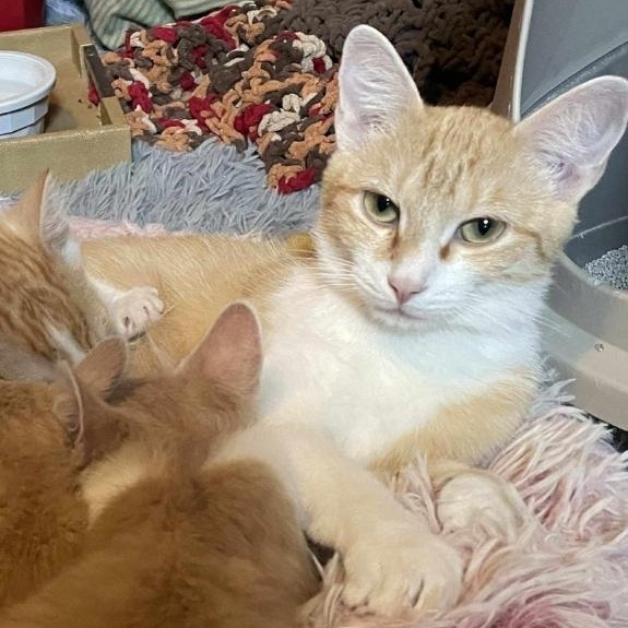 Blossom, Young Female Domestic Short Hair