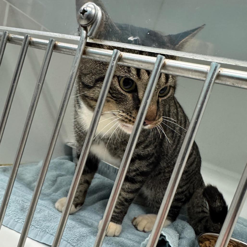 Bubba, Adoptable, Adult Male Domestic Short Hair.