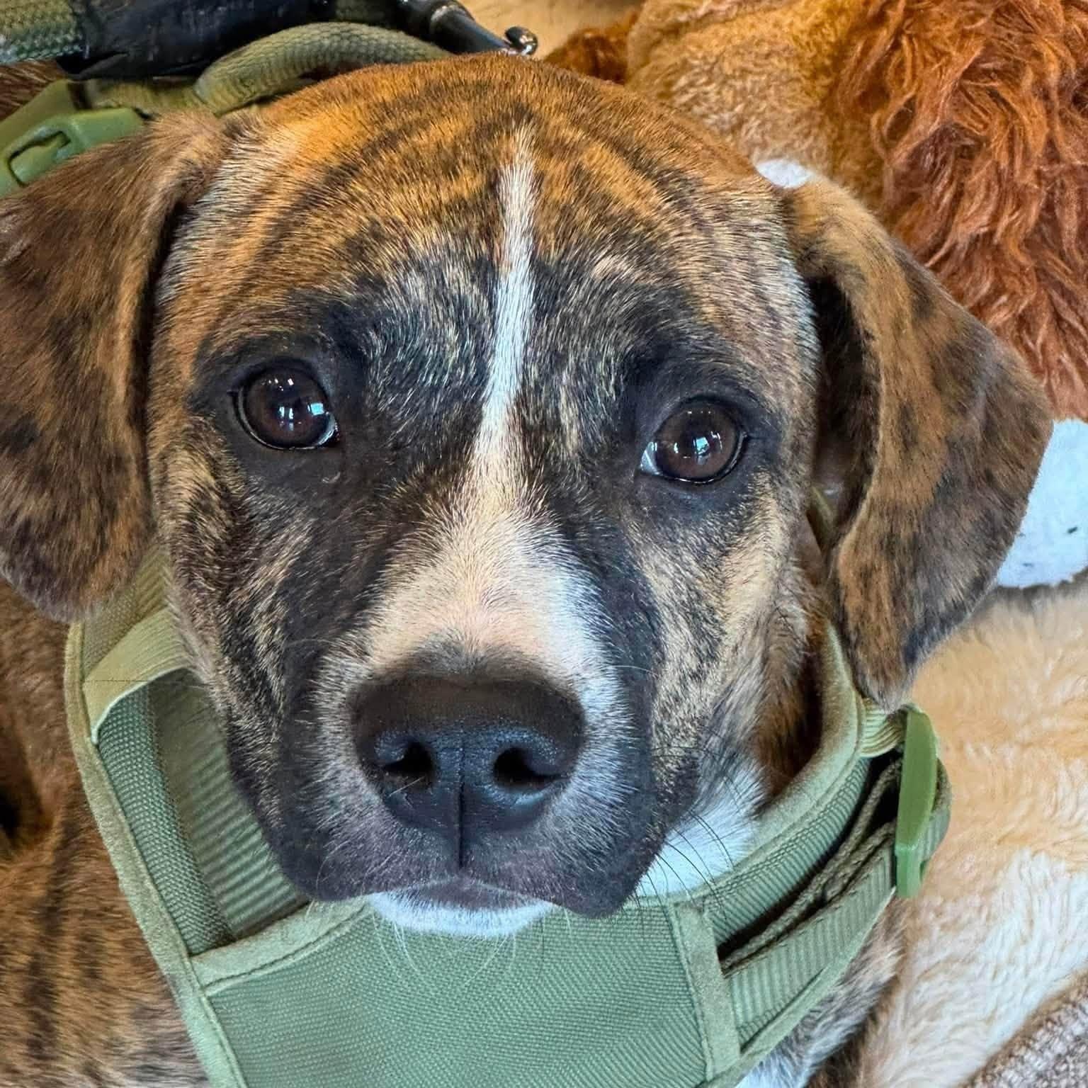 Enlarge Hunter, a ADOPTABLE mixed breed in Chino valley, AZ image 1/3