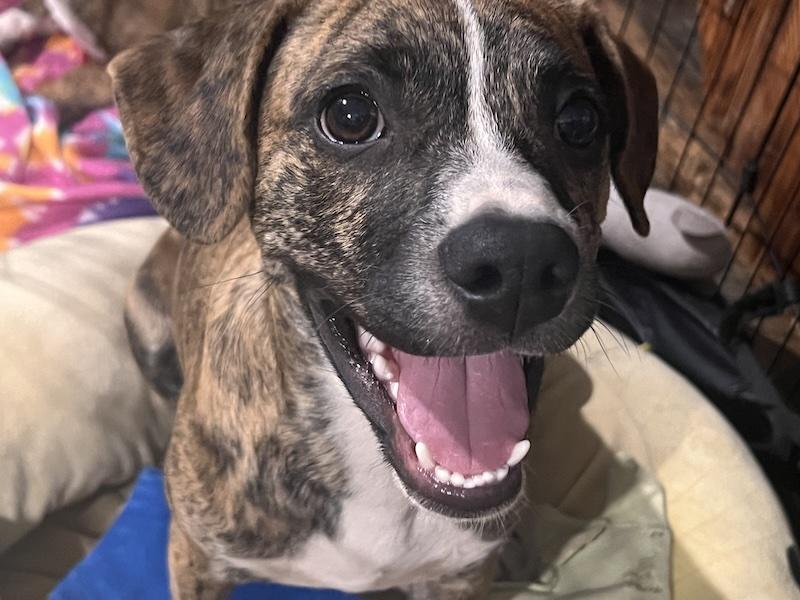Enlarge Hunter, a ADOPTABLE mixed breed in Chino valley, AZ image 3/3