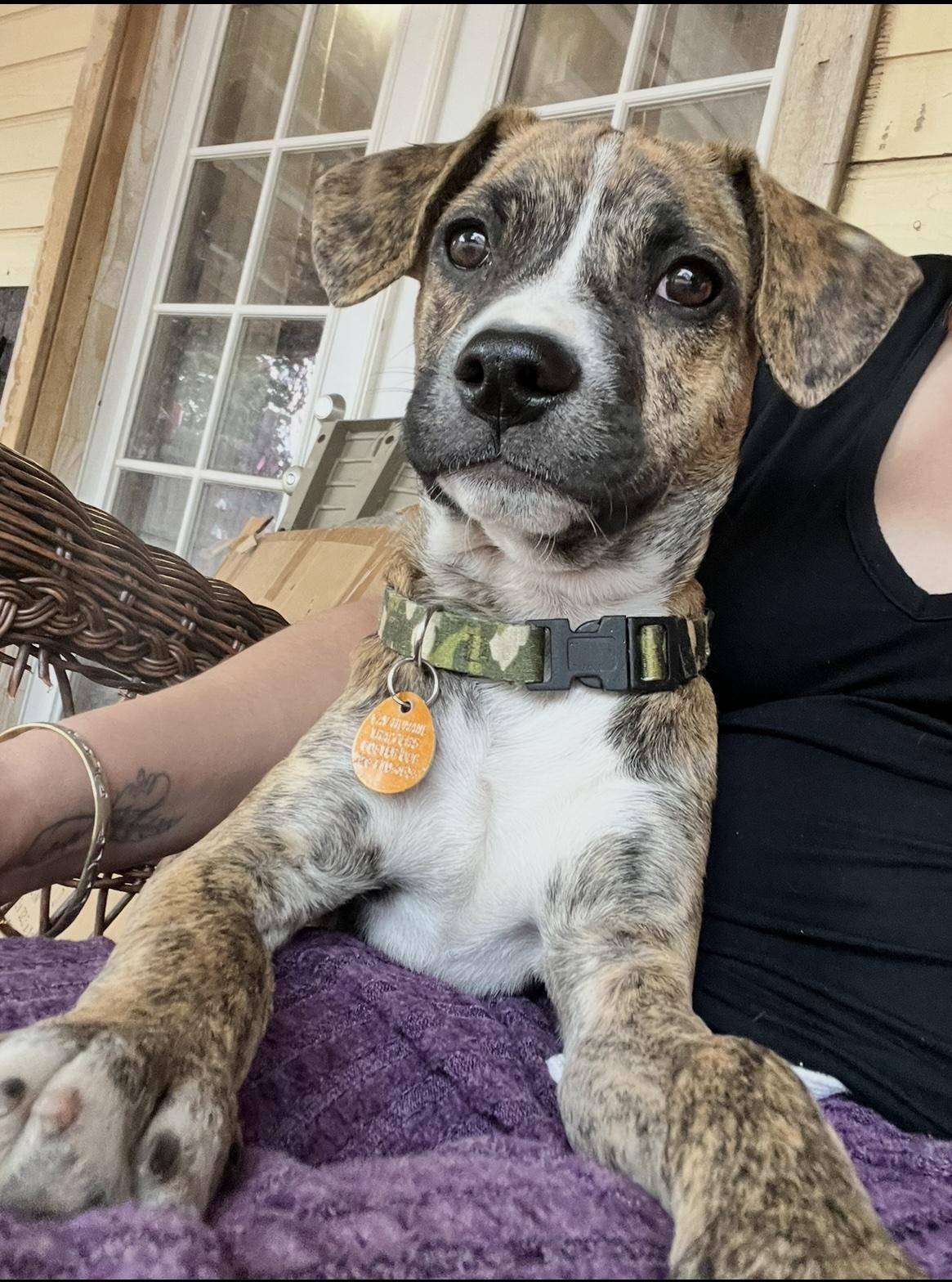 Enlarge Hunter, a ADOPTABLE mixed breed in Chino valley, AZ image 2/3