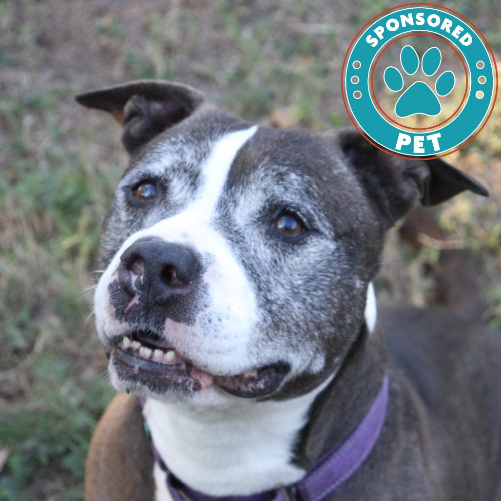 Coco Melon, a Adoptable Mixed Breed in Lakeland, FL image 1/6