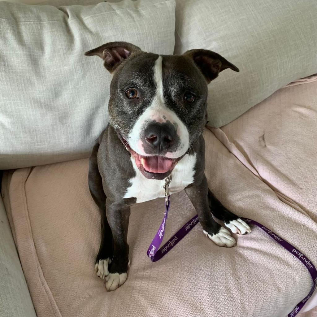 Coco Melon, a Adoptable Mixed Breed in Lakeland, FL image 2/6