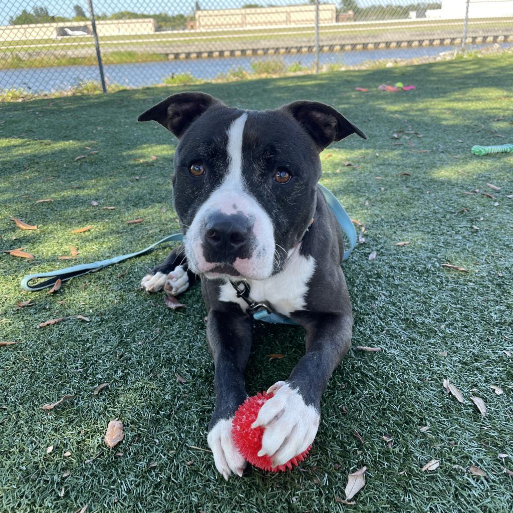Coco Melon, a Adoptable Mixed Breed in Lakeland, FL image 3/6