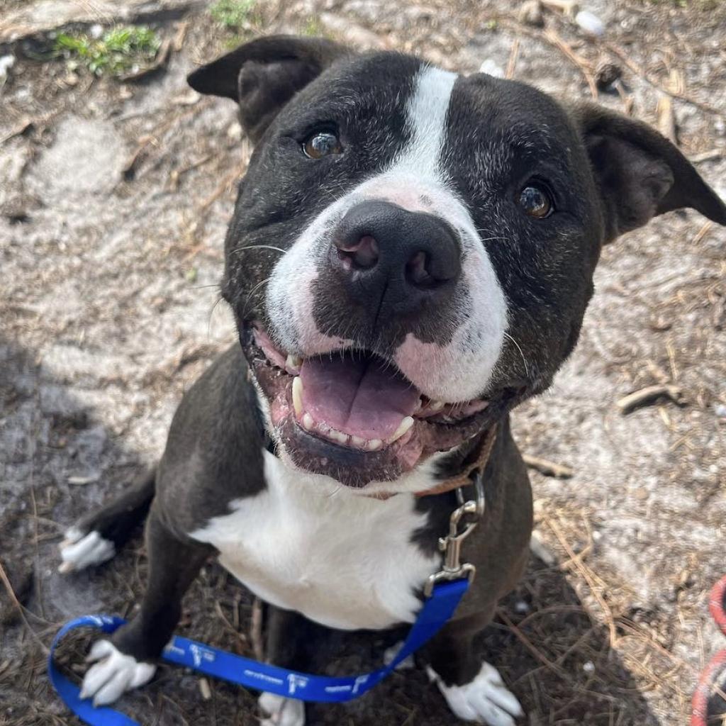 Coco Melon, a Adoptable Mixed Breed in Lakeland, FL image 4/6