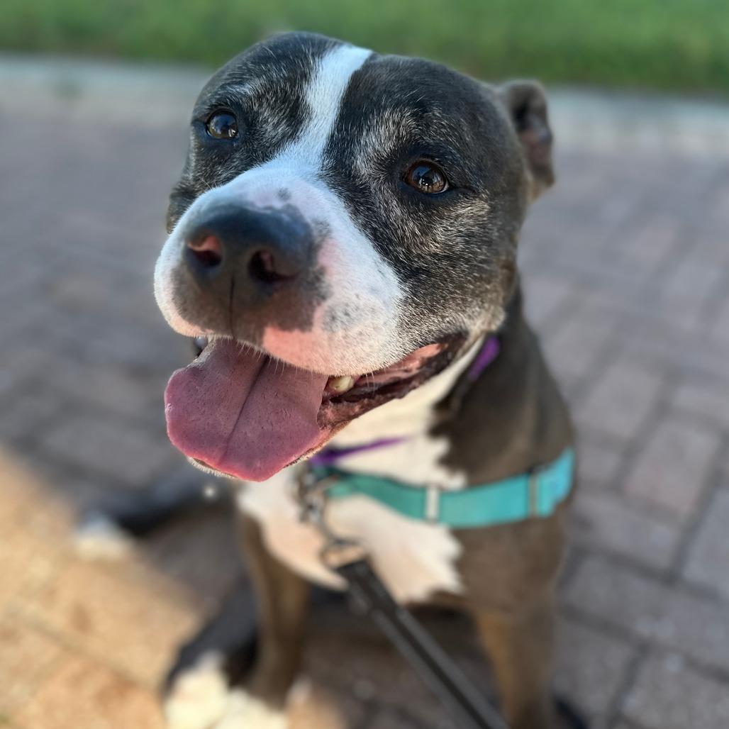 Coco Melon, a Adoptable Mixed Breed in Lakeland, FL image 5/6