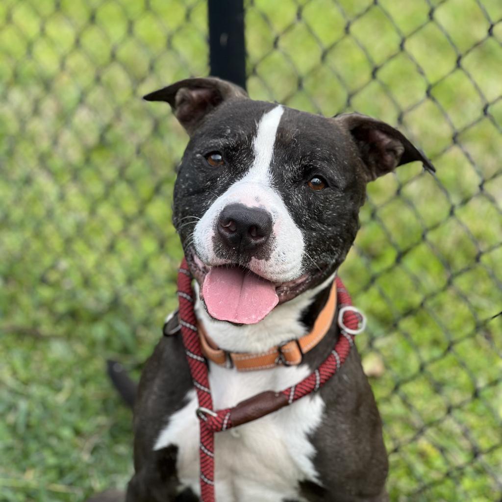 Coco Melon, a Adoptable Mixed Breed in Lakeland, FL image 6/6