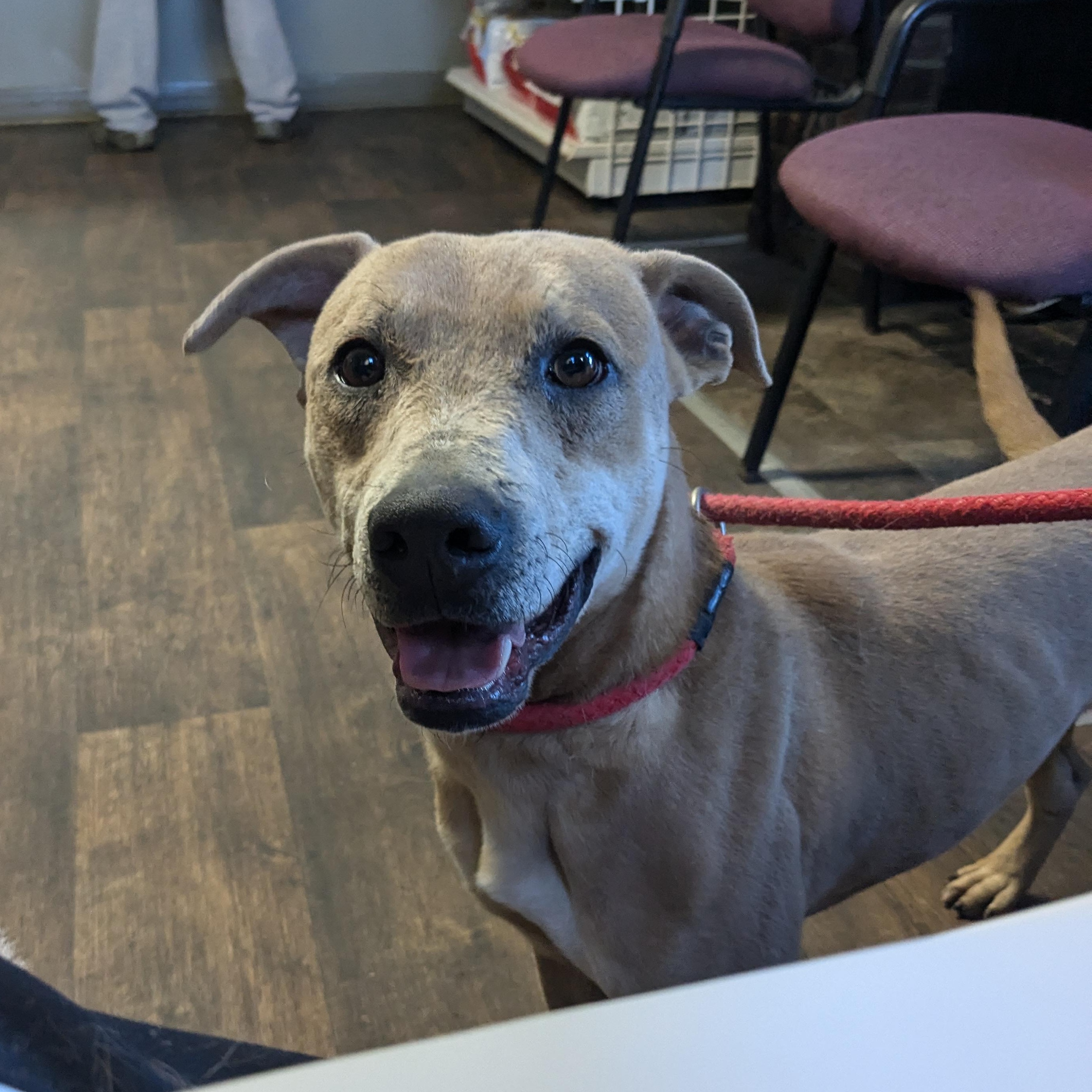 Enlarge Martin, a Adoptable mixed breed in Newport, AR image 5/5