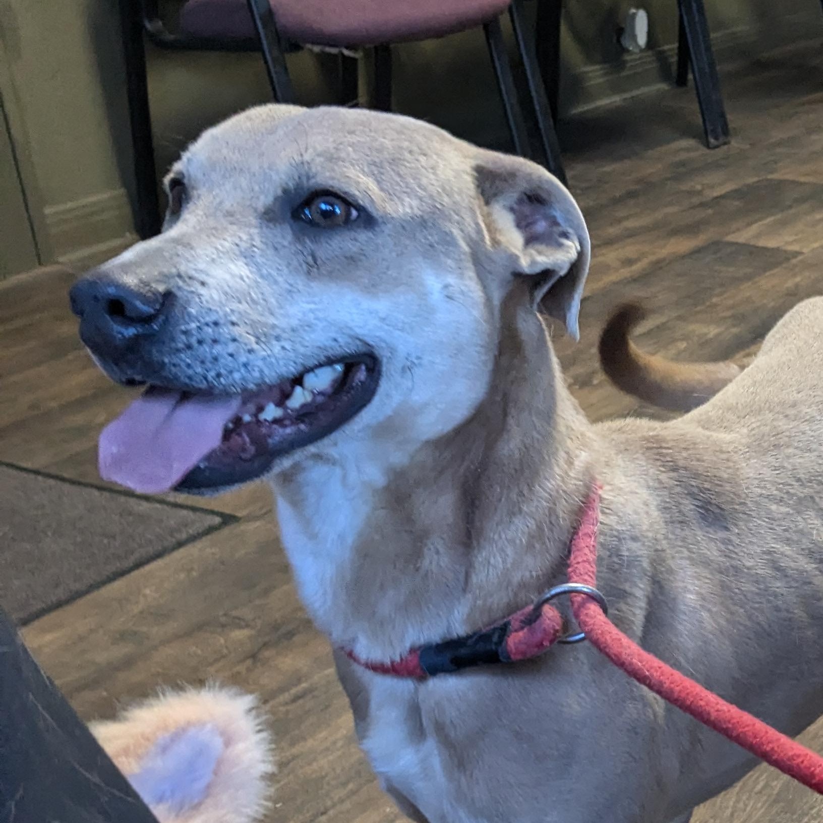 Enlarge Martin, a Adoptable mixed breed in Newport, AR image 3/5