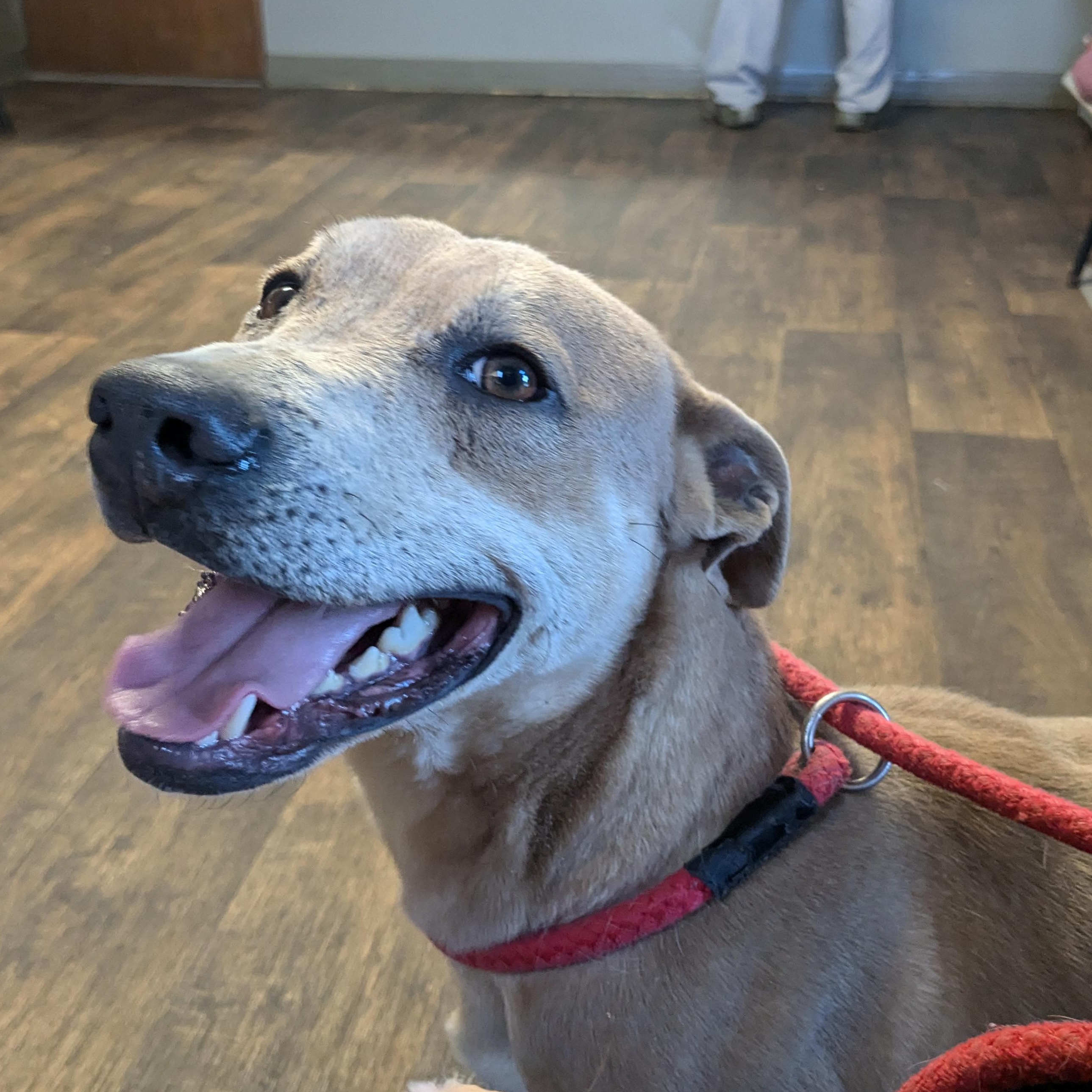 Enlarge Martin, a Adoptable mixed breed in Newport, AR image 1/5