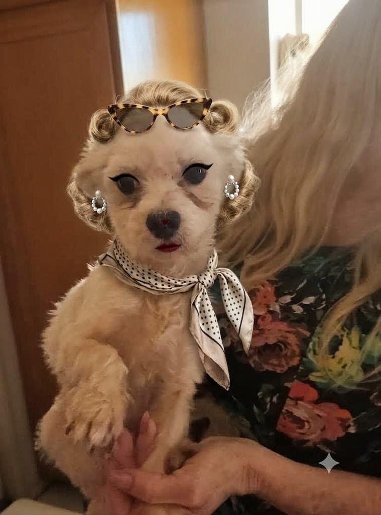 Sophia Loren, Adoptable, Adult Female Maltese.