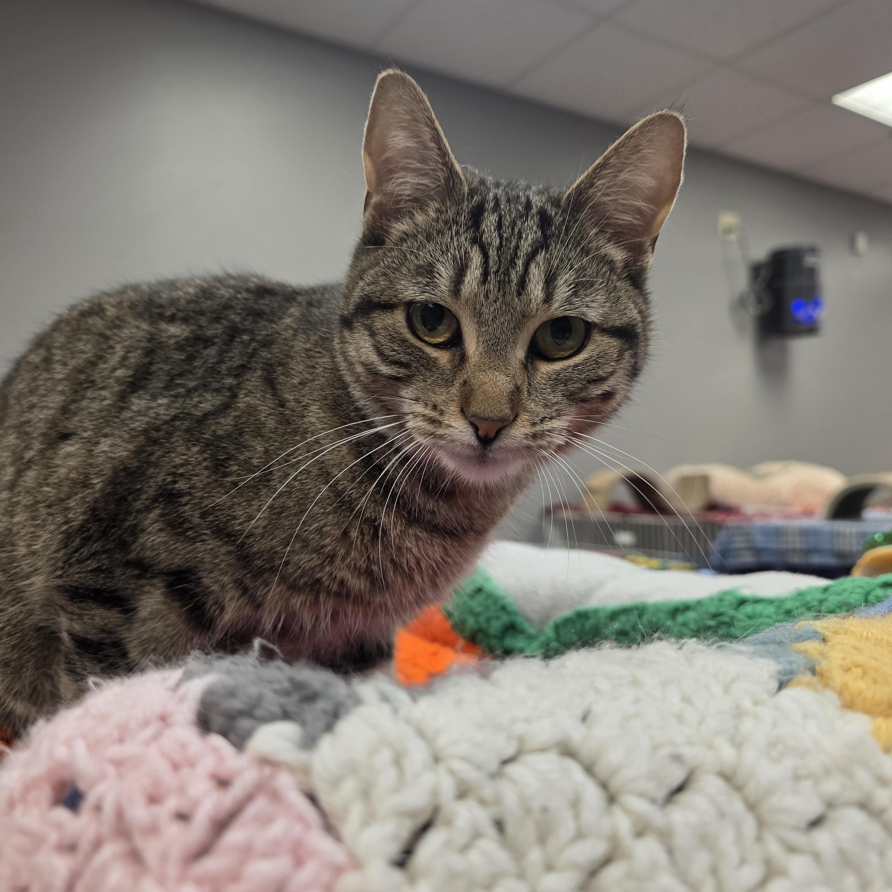 Enlarge Rachel , an adopted Domestic Short Hair in Hamburg, NY image 1/2