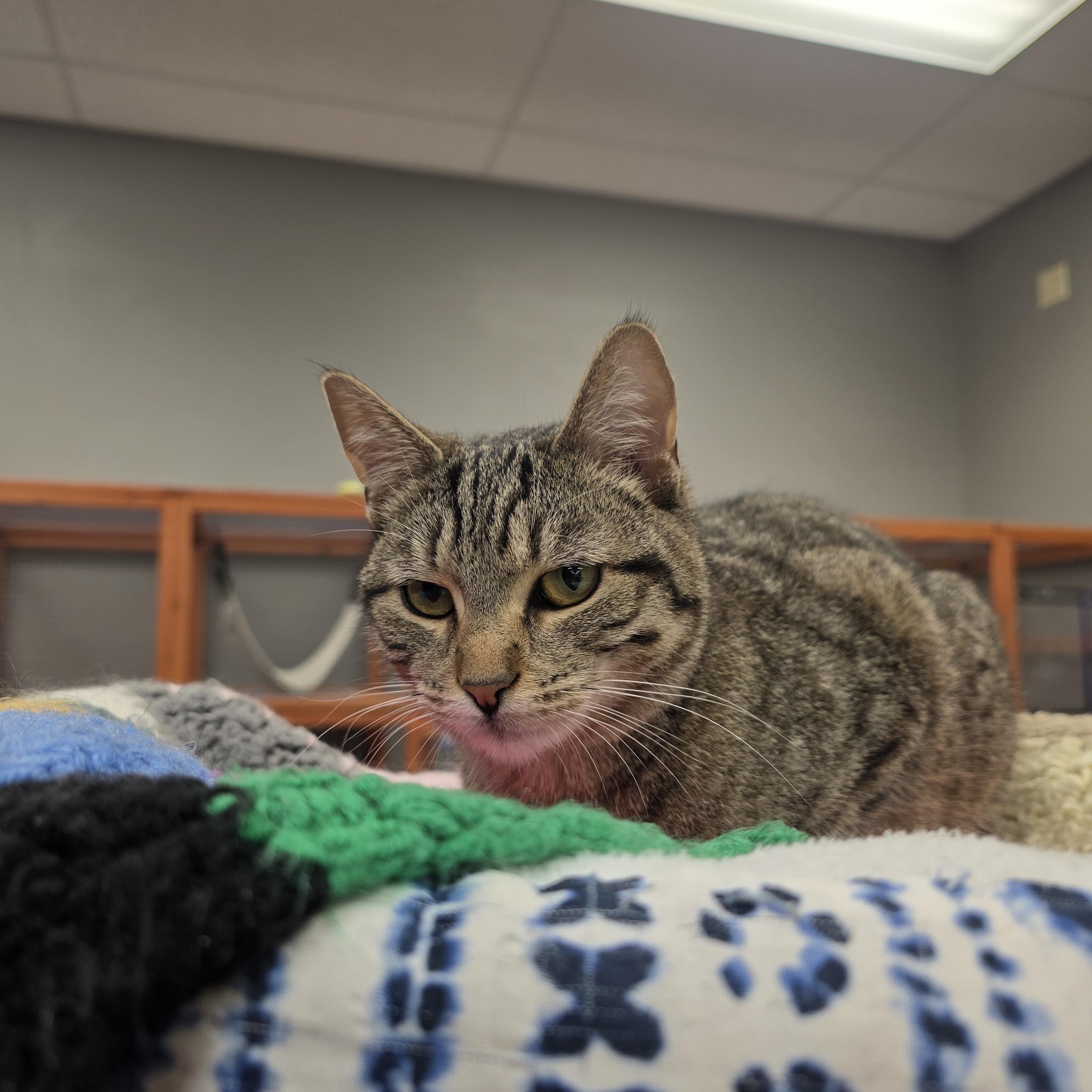 Enlarge Rachel , an adopted Domestic Short Hair in Hamburg, NY image 2/2