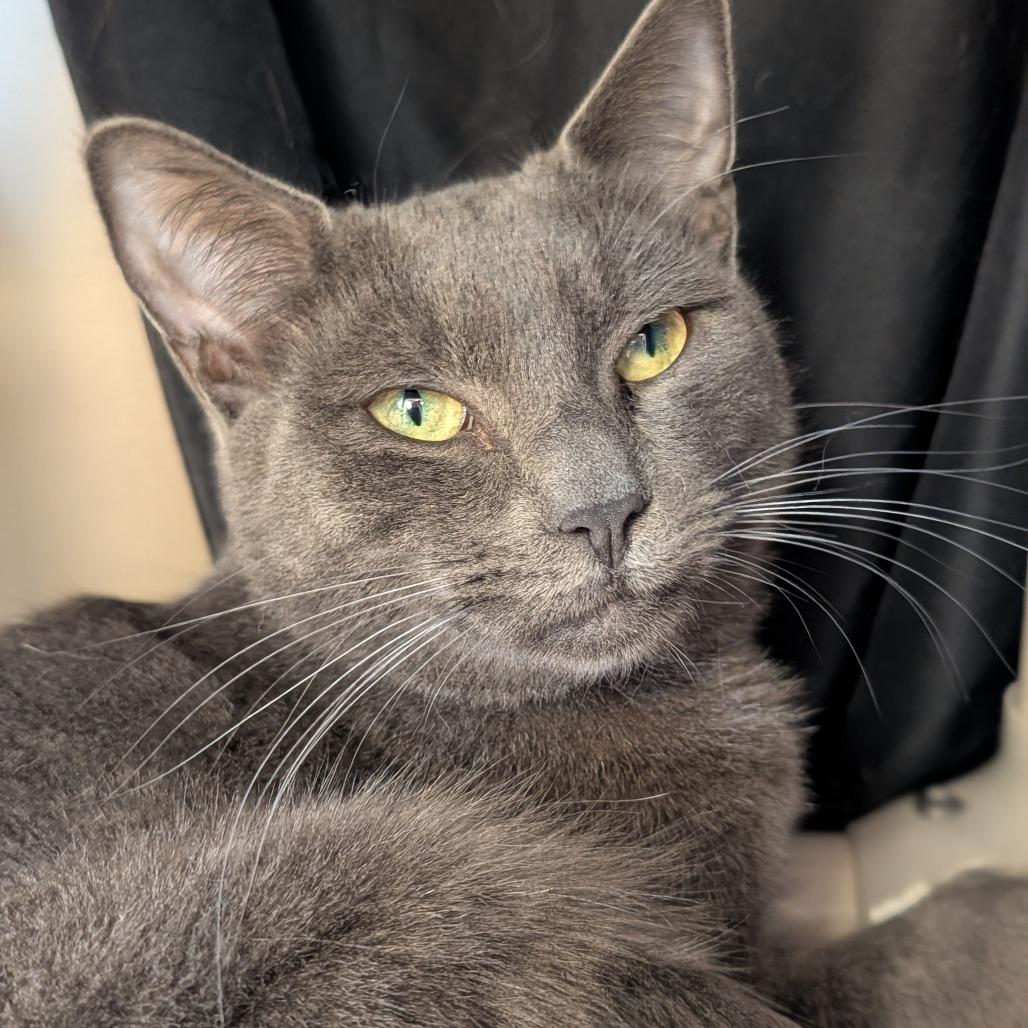 Enlarge Summer, a Adoptable Domestic Short Hair in Sonoma, CA image 1/6