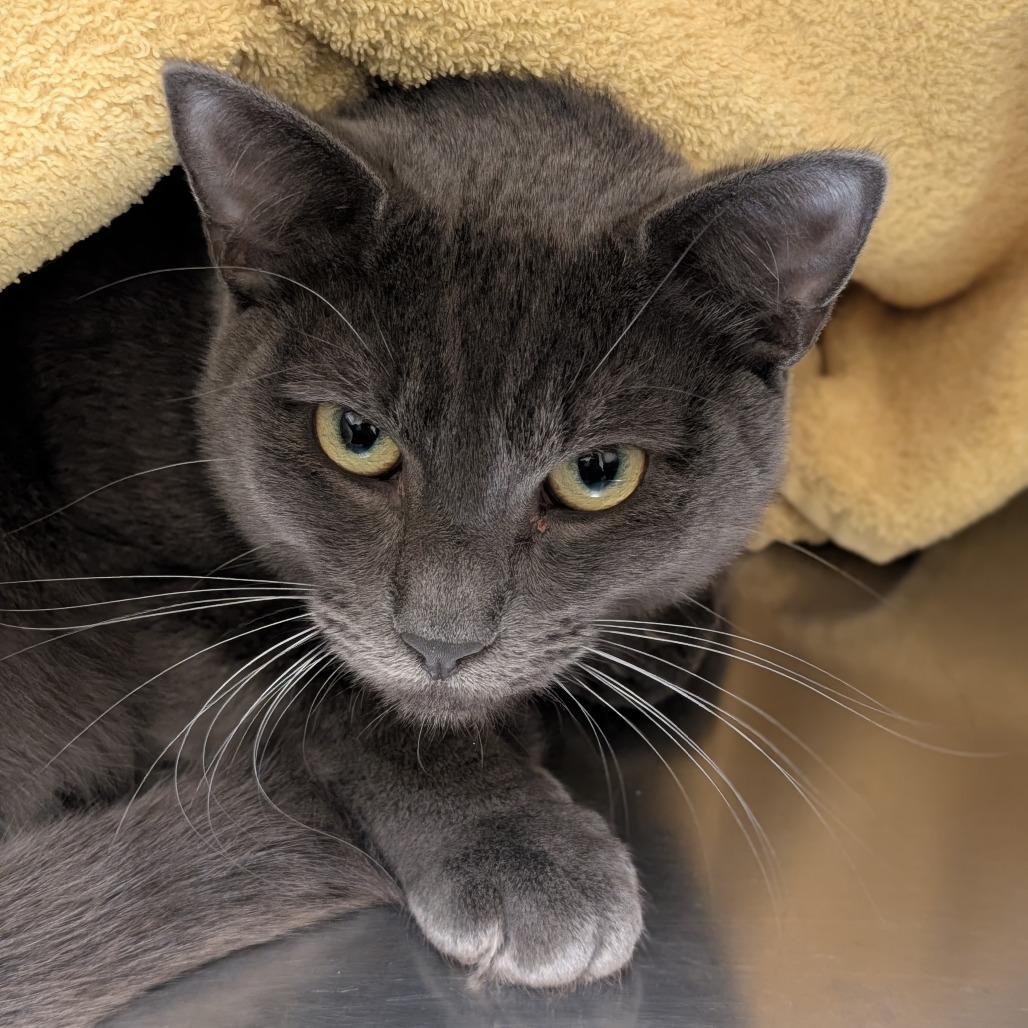 Summer, Adoptable, Adult Male Domestic Short Hair.