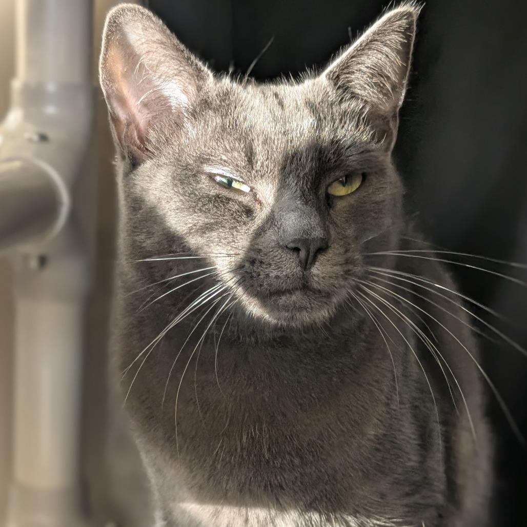 Enlarge Summer, a Adoptable Domestic Short Hair in Sonoma, CA image 3/6