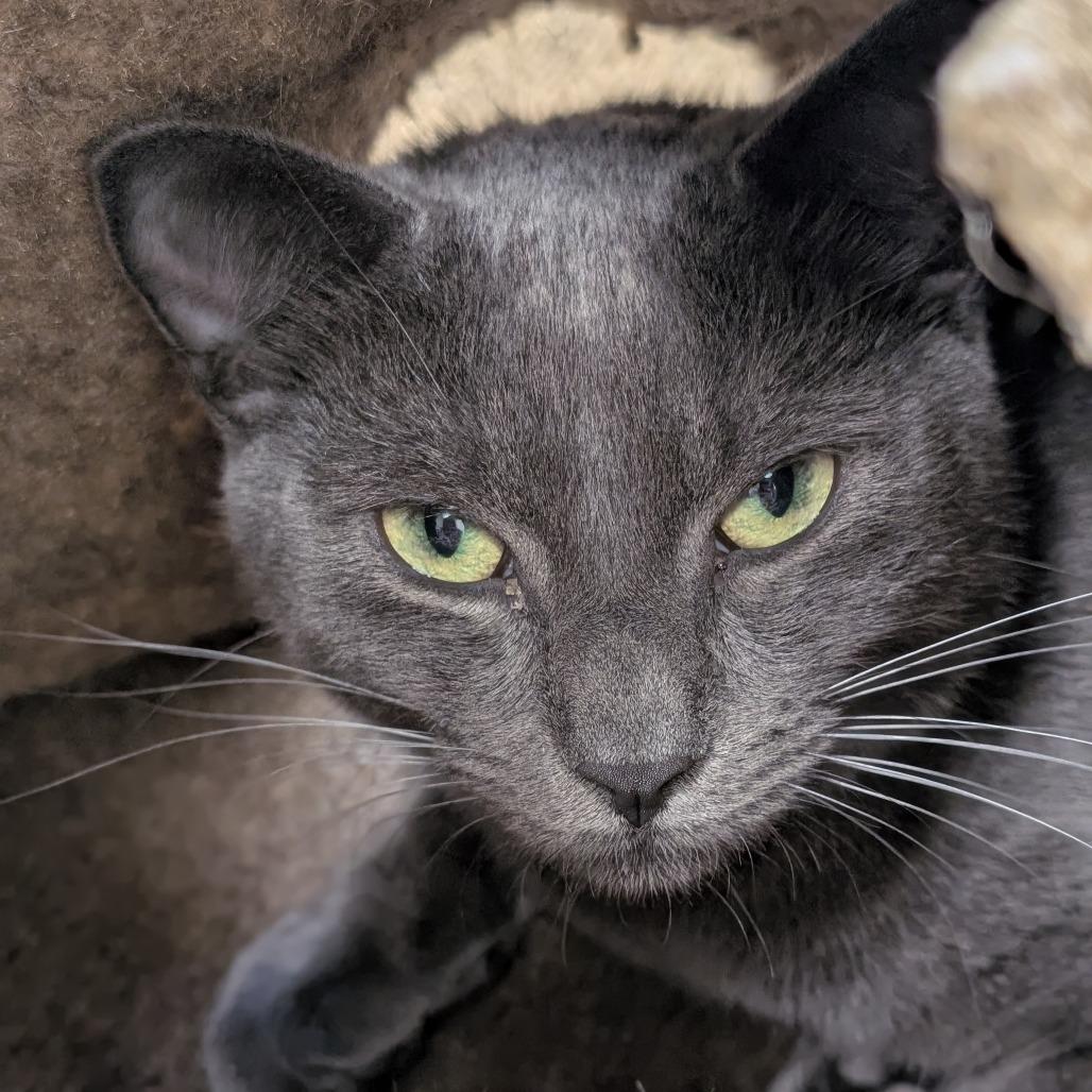 Enlarge Summer, a Adoptable Domestic Short Hair in Sonoma, CA image 4/6