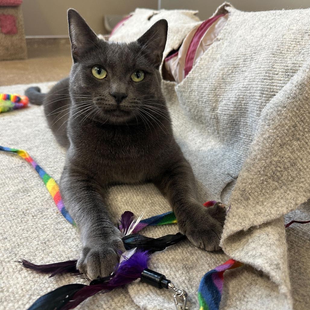 Enlarge Summer, a Adoptable Domestic Short Hair in Sonoma, CA image 4/6