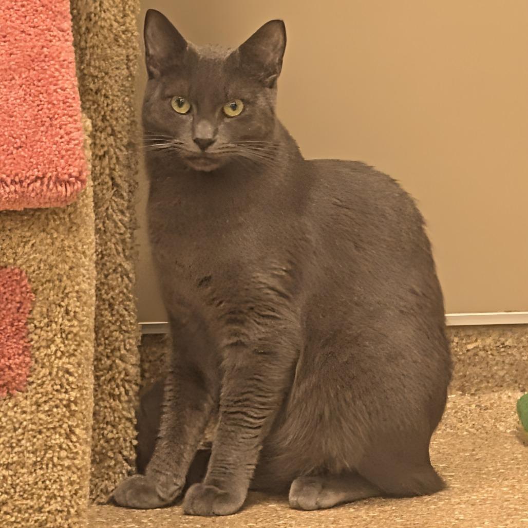 Enlarge Summer, a Adoptable Domestic Short Hair in Sonoma, CA image 5/6