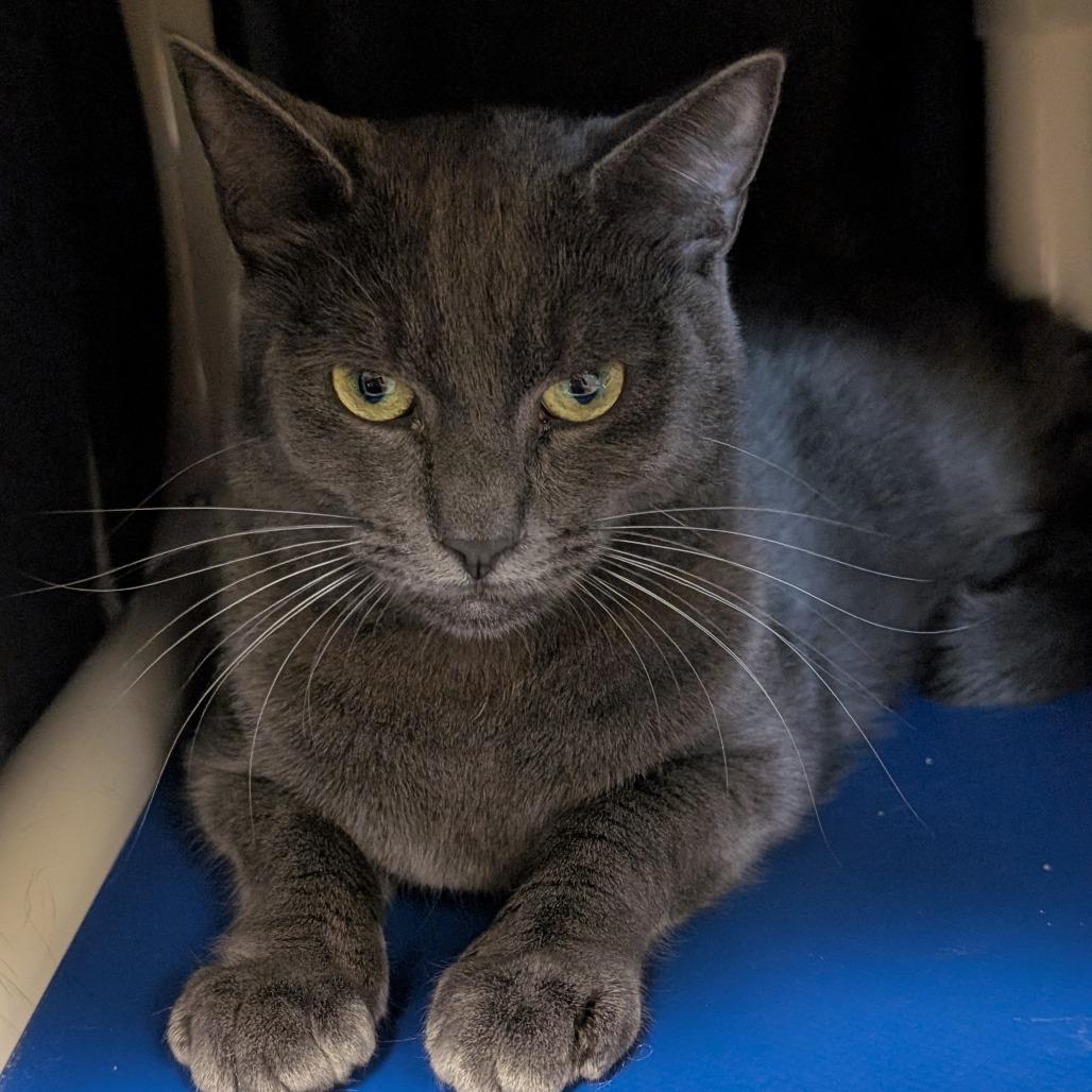 Enlarge Summer, a Adoptable Domestic Short Hair in Sonoma, CA image 6/6