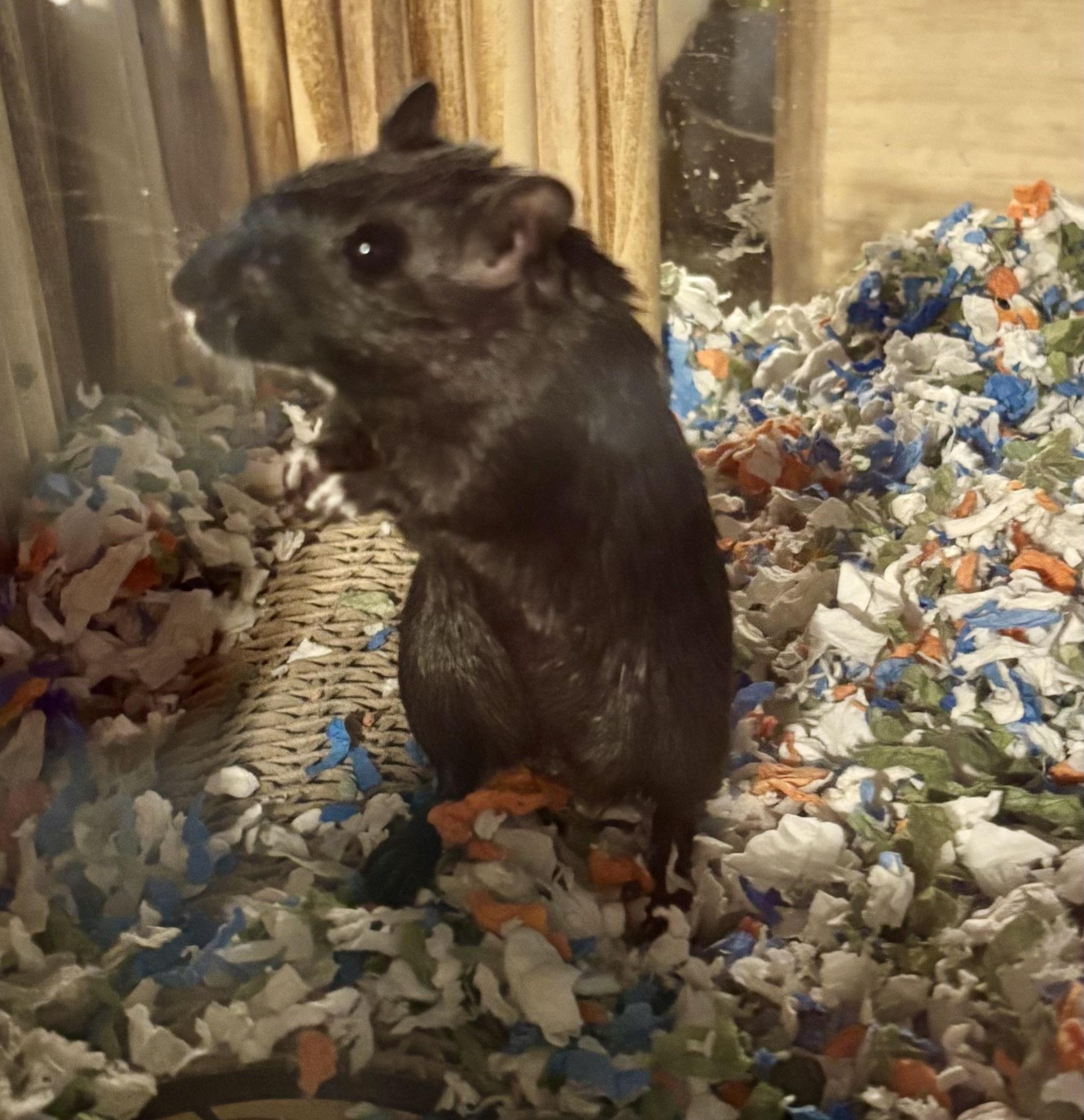 Enlarge Gerbils, a Adoptable Gerbil in Paramus, NJ image 2/3