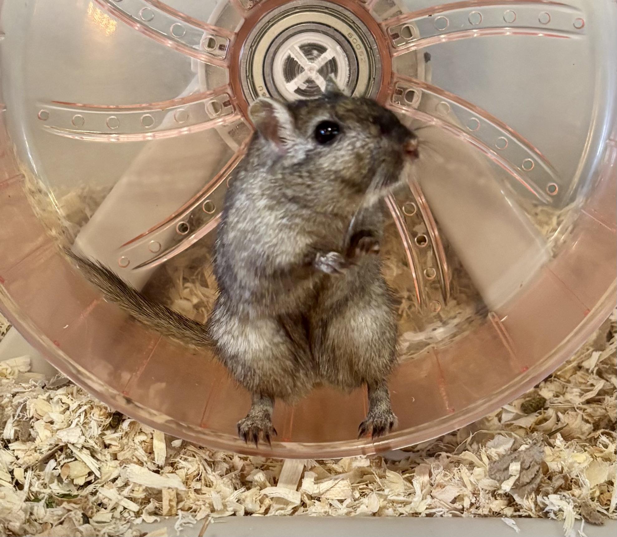 Enlarge Gerbils, a Adoptable Gerbil in Paramus, NJ image 1/3