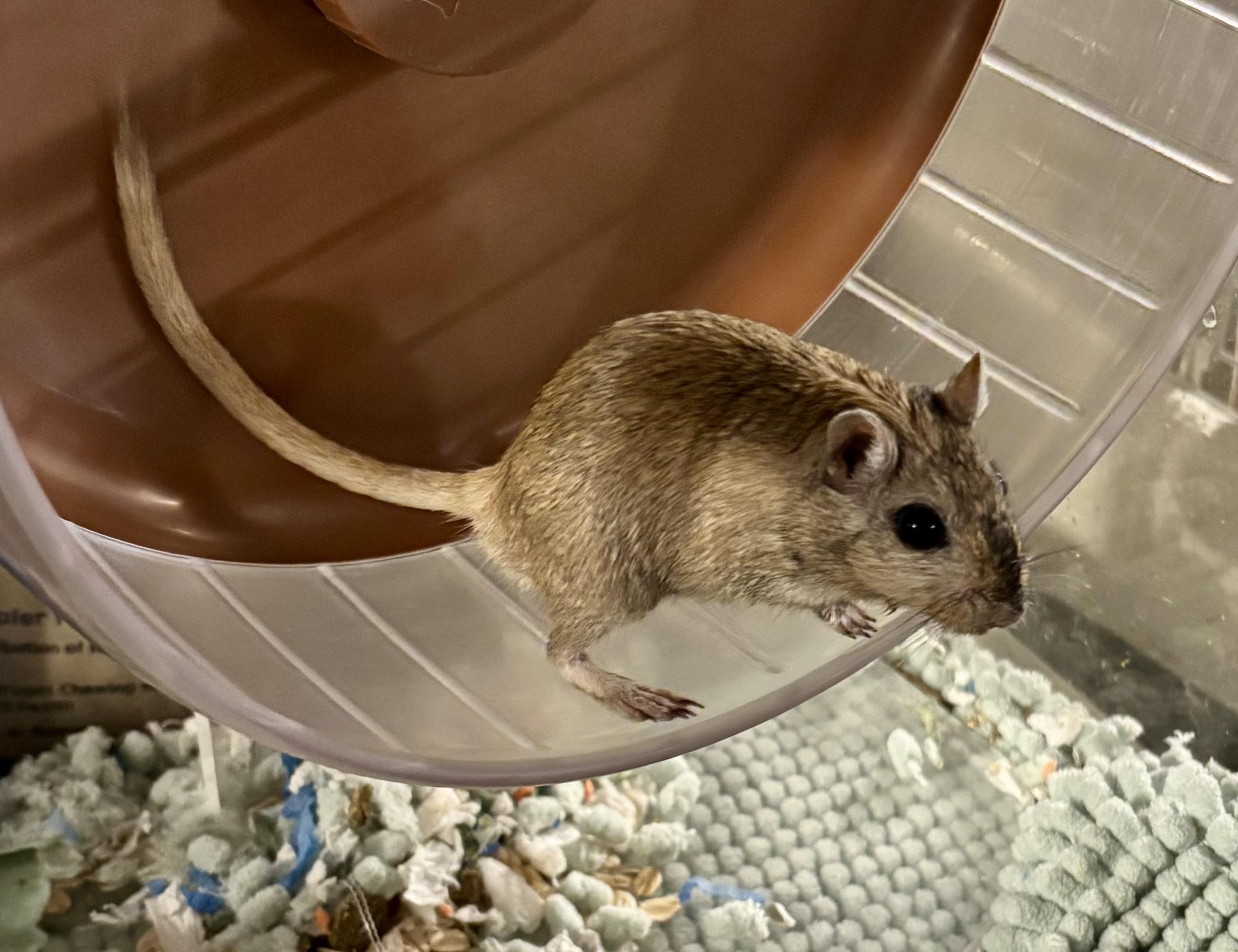 Enlarge Gerbils, a Adoptable Gerbil in Paramus, NJ image 3/3