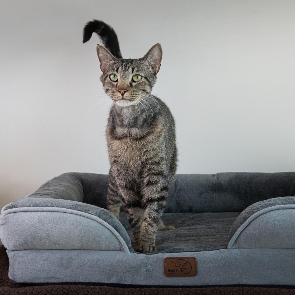 Toni, Adoptable, Adult Male Domestic Short Hair.