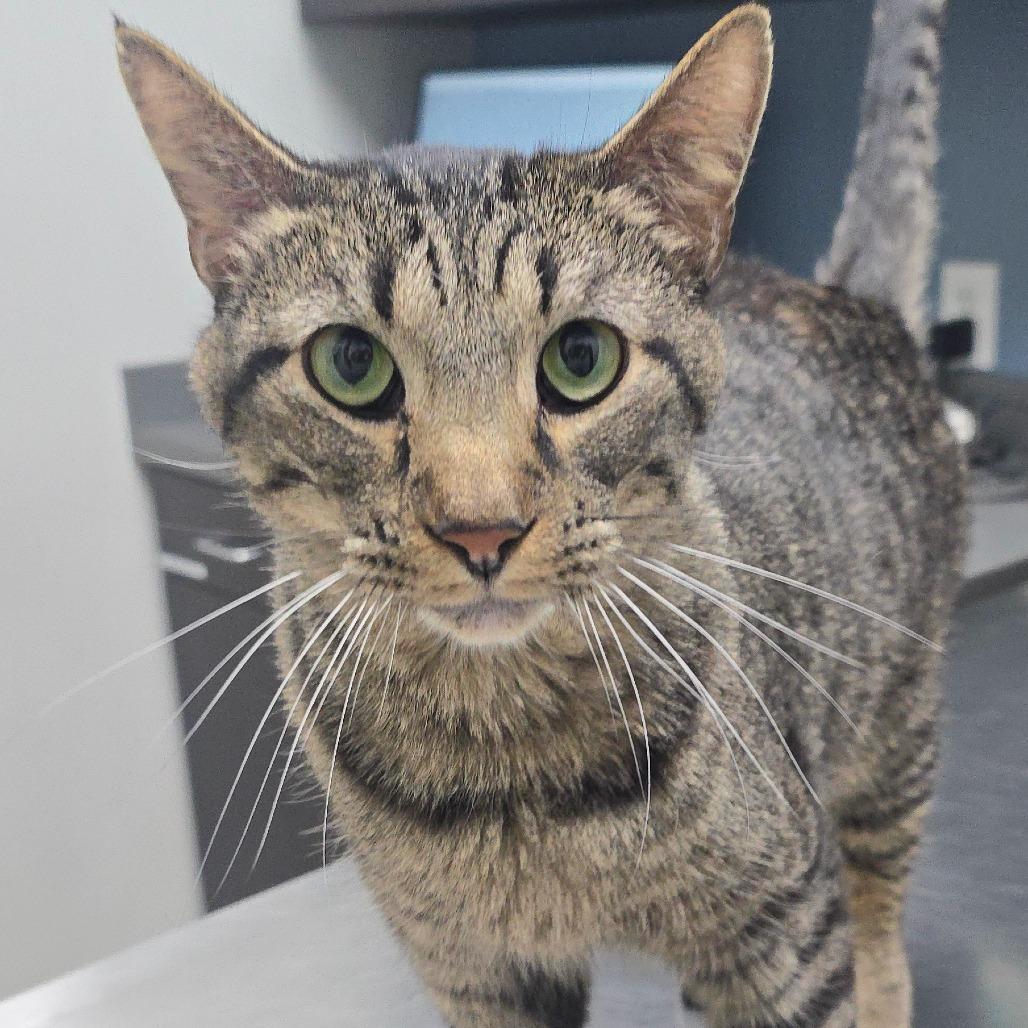 Toni, a Adoptable Domestic Short Hair in Milan, IL image 4/6
