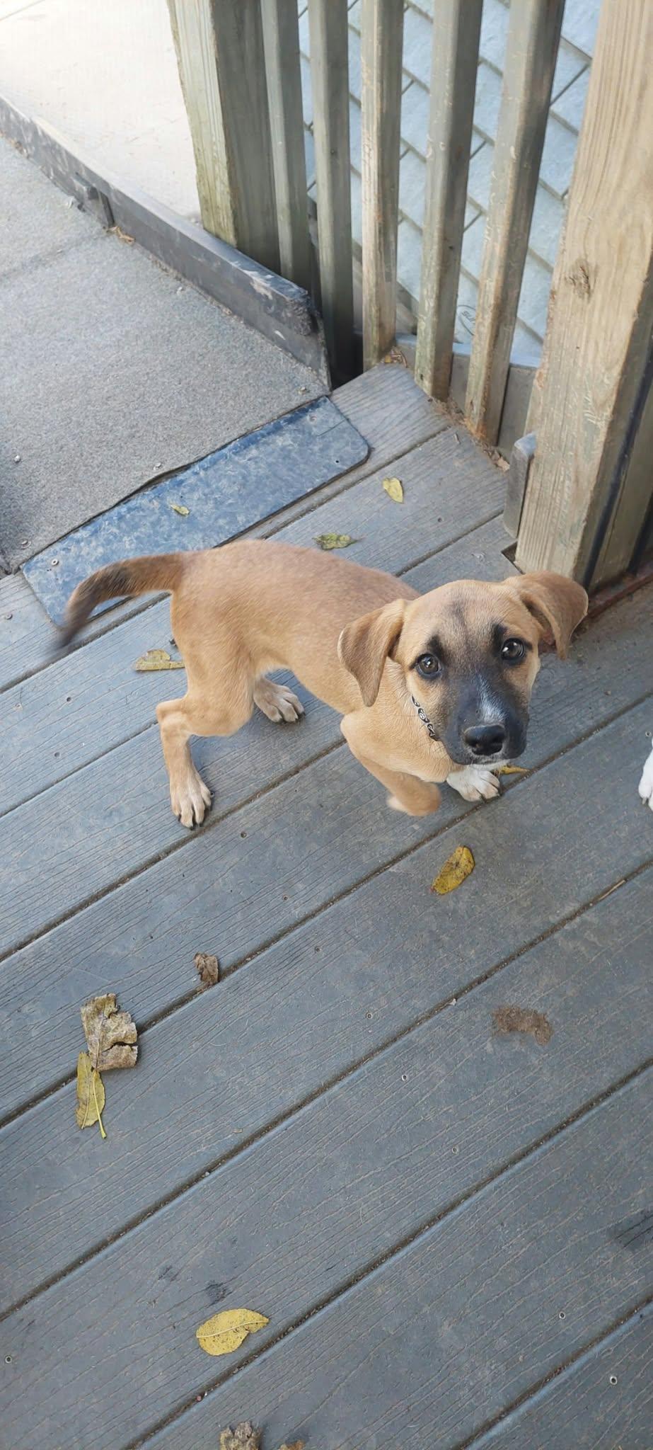 Enlarge Maple, a Adoptable mixed breed in Conesus, NY image 4/5